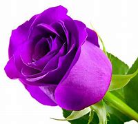 Image result for Rose Flower Parts