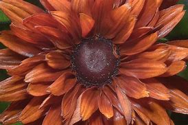 Image result for Brown Colored Flowers