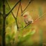 Image result for Small Bird Coloring Page