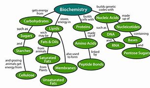 Image result for Biomolecules Chart