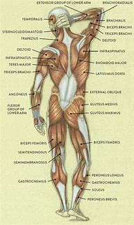 Image result for Free Printable Human Body Diagram