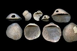 Image result for Neanderthal Rib Cage