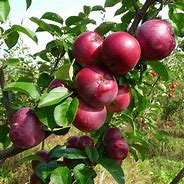 Image result for A Picture of an Apple Tree