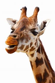 Image result for Giraffe Stock Image