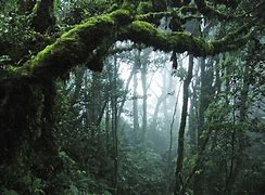 Image result for Jungle Tree Images