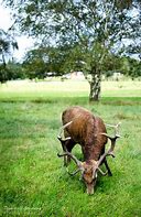 Image result for Deer Eating Clip Art