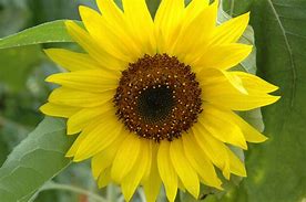 Image result for Sunflower