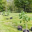 Image result for Horse Chestnut Tree Blooms