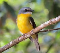 Image result for Eastern Yellow Robin