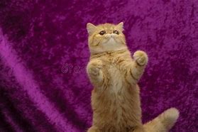 Image result for Cat Photos in Action