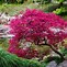 Image result for Bonsai Tree Nursery Care