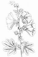 Image result for Flowers Drawing with Brown Background