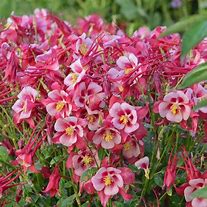 Image result for Columbine Songbird Yellow