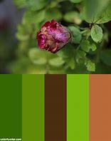 Image result for Dusty Rose Color Palette