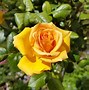 Image result for Bright Yellow Roses