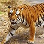 Image result for Rainforest Animals Bengal Tiger