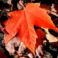 Image result for Orange Fall Designs