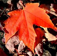 Image result for Burnt Orange Fall Leaf Cut Out