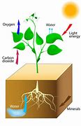 Image result for Photosynthesis Diagram Chlorophyll