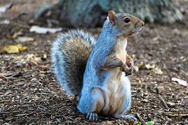 Image result for Squirrel Coloring Page