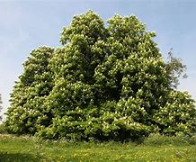 Image result for Common Horse Chestnut Tree