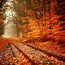 Image result for Fall Leaves Desktop