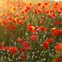 Image result for Poppie Flkowers