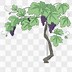 Image result for Clip Art Grapes and Vines