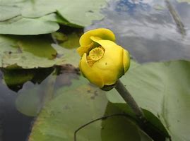 Image result for Water Lily Pods