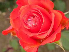 Image result for Coral Color Roses