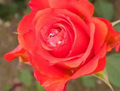 Image result for Coral Colored Roses