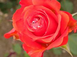 Image result for Coral Colored Roses with Names