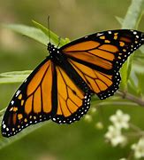 Image result for Butterfly Shape Outline