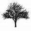 Image result for Black and White Tree