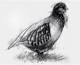 Image result for partridge bird painting