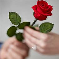 Image result for Single Stem Red Rose