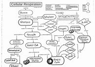 Image result for Cellular Respiration Glycolysis Diagram