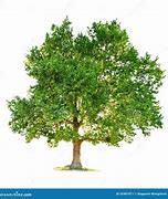 Image result for Maple Tree White Background