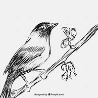 Image result for Bird On Branch Graphic