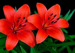 Image result for Red Fleur De Lis