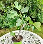 Image result for Common Fig Tree Symbolism