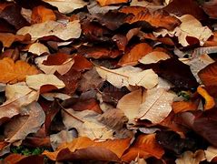 Image result for Brown Leaves Background