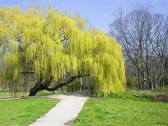 Image result for Cool Willow Trees