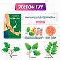 Image result for Poison Ivy Wood Handle