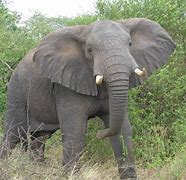 Image result for African Elephant Animals Coloring Pages