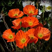 Image result for Orange Iceland Poppies