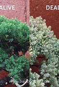 Image result for Dead Bonsai Tree