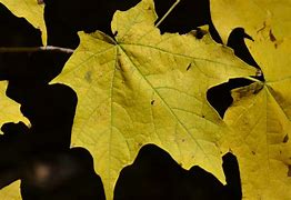 Image result for Yellow Maple Leaf Applica