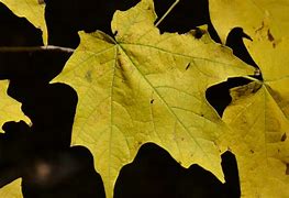 Image result for Pretty Yellow Maple Leaf