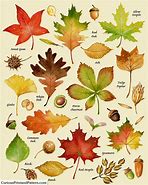 Image result for Fall Leaves Names